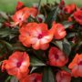 New Guinea Impatiens – Super Sonic Orange Ice – 12″ Hanging Basket